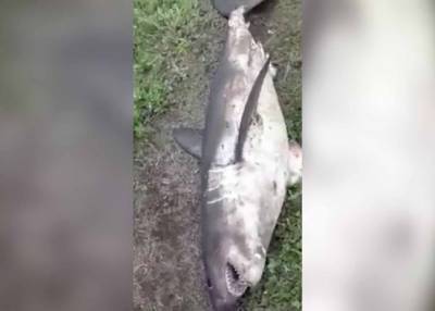 Рыбаки на Сахалине поймали акулу весом в 100 килограммов