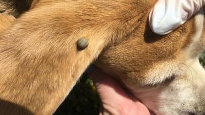 В Хайфе вспышка сыпного клещевого тифа: как уберечь свою собаку