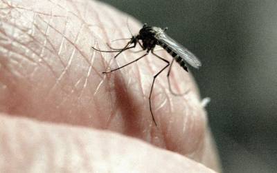 Могут ли комары стать переносчиками коронавируса? В Тбилиси нашли ответ