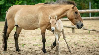 В России появился на свет детеныш исчезнувшей в природе лошади