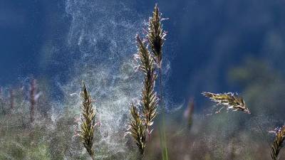 Появление пыльцы может предсказать окончание сезона COVID-19