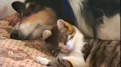 Чужих детей не бывает даже у животных: собака воспитала котенка - видео