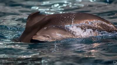 Туристы непреднамеренно убили новорожденного дельфина в Черном море