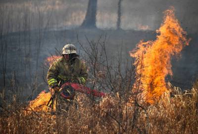 В России потушили 74 лесных пожара за сутки