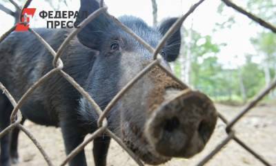 В Приморье ввели карантин из-за вспышки африканской чумы свиней