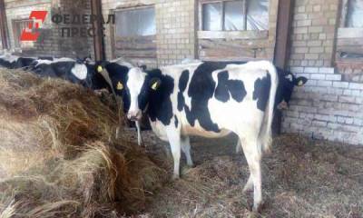 Минсельхоз Приморья планирует увеличить производство молока в регионе