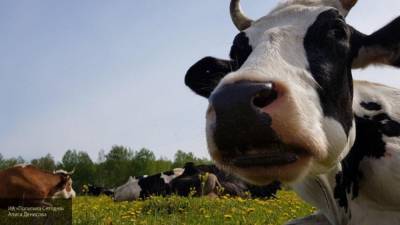 Удар током из-за обрыва электропровода во время грозы убил стадо коров в Якутии