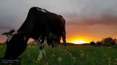 Обрыв электропровода из-за грозы в Якутии привел к гибели стада коров