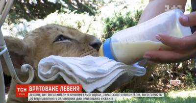 С черного рынка в Африку: в Одессе спасли маленькую львицу Налу, которую выгуливали в ночном клубе