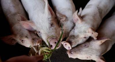 Свиньи помогают восстановить поврежденные человеческие легкие - ученые
