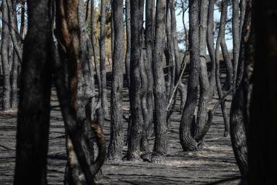 Масштабные лесные пожары на Луганщине: во сколько оценили ущерб