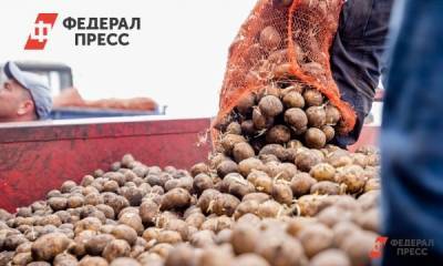 Приморские аграрии стабилизировали цены на картофель