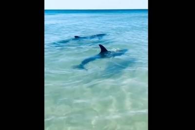 В Благовещенской пара дельфинов добывала еду возле туристов