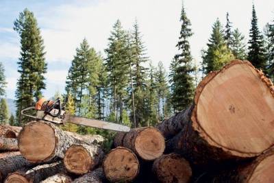 Двое мужчин в Тверской области украли лес