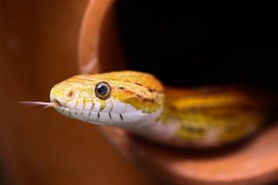 Ядовитая змея укусила трех членов одной семьи за четыре дня
