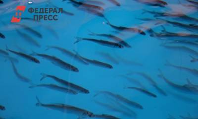 В Югре продают рыбоводный завод за 798 млн рублей