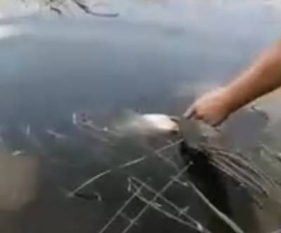 Прокуратура начала проверку массовой гибели рыбы в реке под Алапаевском
