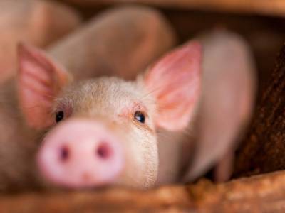 Ученые рассказали о том, как свиньи могут сохранить человеческие легкие
