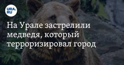 На Урале застрелили медведя, который терроризировал город. ФОТО