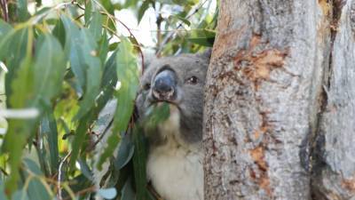 Австралийские коалы возвращаются в леса.