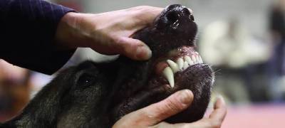 Администрация района в Карелии заплатит за укус ребенка бездомным псом