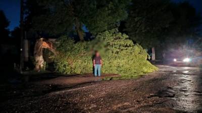 В Саратовской области на 15-летнюю девочку упало дерево