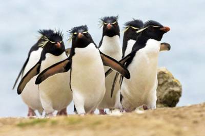 Ученые выяснили, как далеко пингвины могут "стрелять" фекалиями и рассказали, зачем они это делают