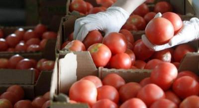 В Украине возник дефицит тепличных помидоров: как решают проблему
