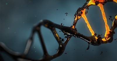 Древние гены вирусов в ДНК человека оказались не просто «мусором»