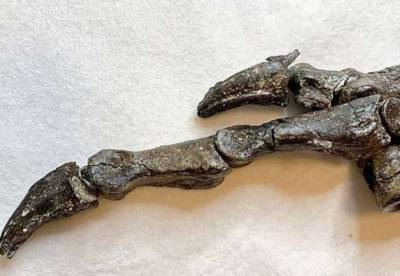 Археологи обнаружили окаменелого предшественника современных птиц
