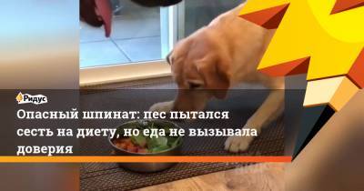 Опасный шпинат: пес пытался сесть на диету, но еда не вызывала доверия