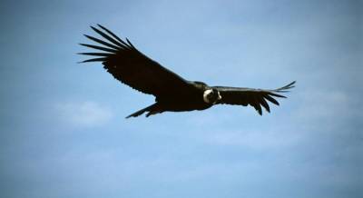 Пролетел 160 км без единого взмаха крыльями: ученые рассказали о кондоре-рекордсмене