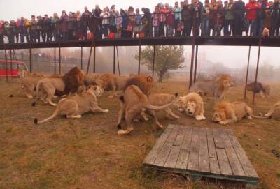Владельца парка львов «Тайган» оштрафовали на 400 тысяч рублей из-за инцидента с укушенной львом туристкой