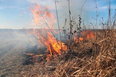 Природных пожаров в Ростовской области этим летом в три раза, чем годом ранее