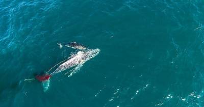 Дронам удалось заснять смертельное нападение акулы на горбатого кита