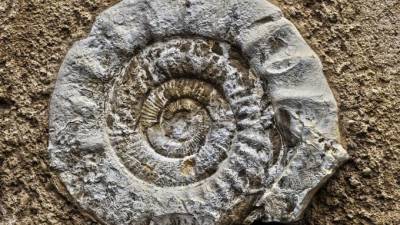 В следующем году в Ленобласти откроется палеонтологический парк