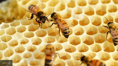 Сотрудник лаборатории болезней пчел склонял коллегу к половому акту