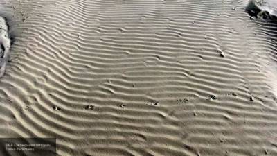 Роспотребнадзор проверил качество воды и песка на городском пляже Великих Лук