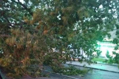 В центре Рязани упавшее дерево перекрыло проезжую частьВо вторник, 14 июля,Во