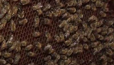 Массовая гибель пчел в Ростовской области: что предлагают донские законодатели