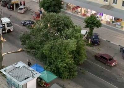 Опубликовано видео с места падения дерева на проезжую часть улицы Есенина