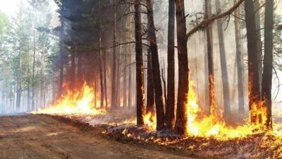 Горящие леса в ХМАО угрожают близлежащим городам