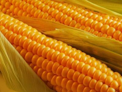 Ввозимые в Смоленскую область семена проверили на ГМО