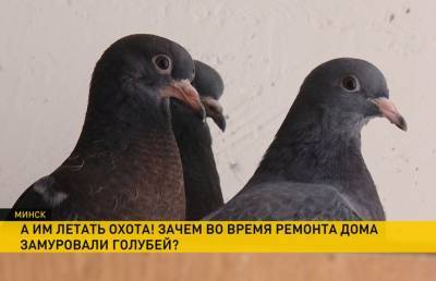 Во время ремонта дома в Минске замуровали голубей. Зоозащитники возмущены