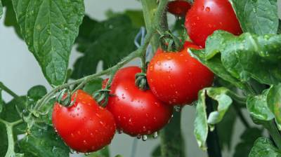 В Воронежской области 12 предприятий займутся органическим земледелием