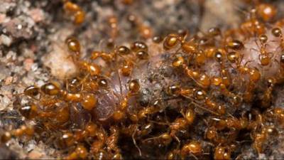 Нашествие огненных муравьев: парк Раананы опустел, посетители боятся насекомых