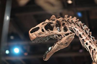 В Ленобласти откроют палеонтологический парк с динозаврами