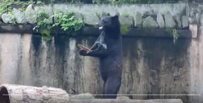 Медвежонок-ниндзя показал класс с нунчаками: Видео становится вирусным