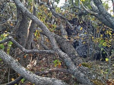 Во Владимирской области ветер повалил более 90 деревьев