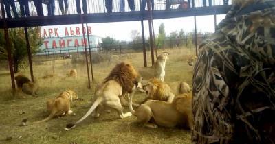 Владельца парка "Тайган" оштрафовали за нападение льва на туристку